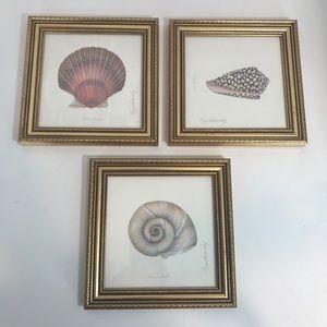 Karyn Frances Gray Shell Series Framed Signed Set